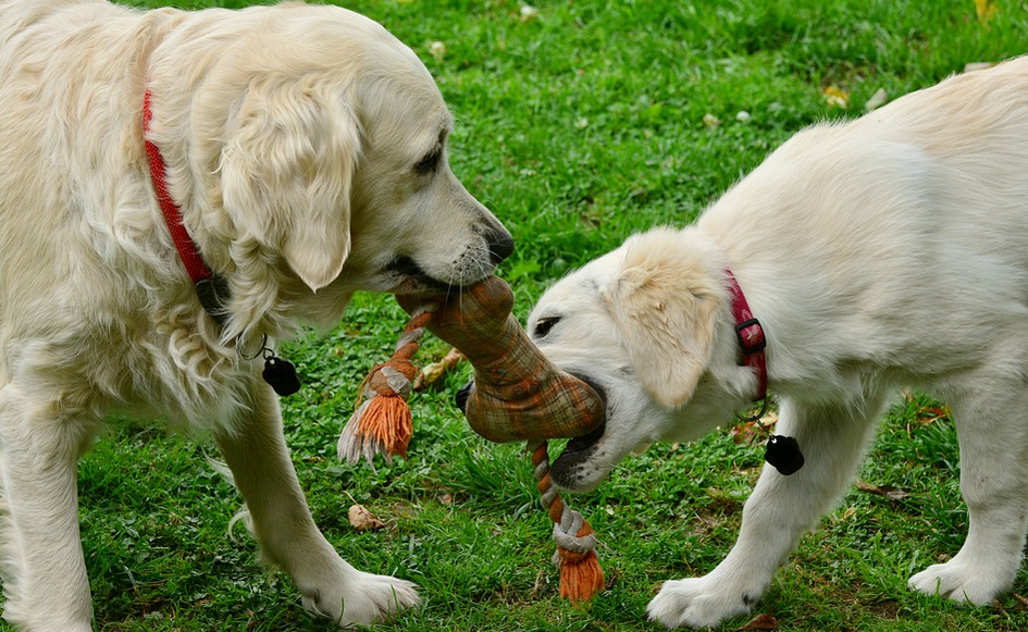dogs playing with toys