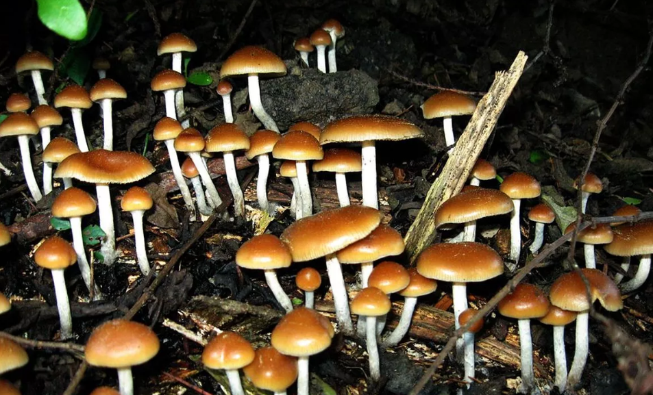 mushrooms psilocybin