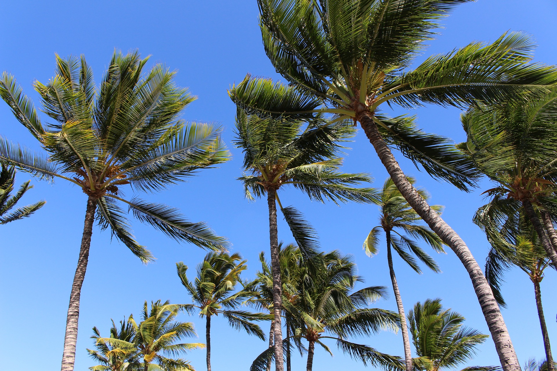 coconut